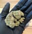 Super Lemon Haze Buds 14 Gram