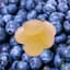 Blueberry Gummies 50 Mg