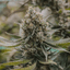 Super Lemon Haze Buds 3.50 Gram