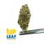 White Apple Runtz Buds 7 Gram