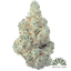 Elmers Glue Buds 3.50 Gram
