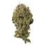 Jack Herer Buds 14 Gram