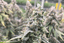 Strawberry Tree Buds 14 Gram