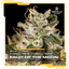 Moon Fruit Buds 28 Gram