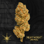 Cream Soda Buds 3.50 Gram