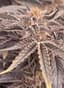 Super Runtz Buds 3.50 Gram