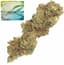 Sour Power Buds 7 Gram