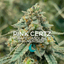 Pink Certz 14 Gram Flower