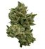 Rotating Buds 28 Gram