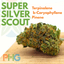 Super Silver Scout Buds 14 Gram