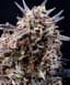 Bangerine Buds 3.50 Gram