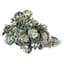 Black Domina Buds 7 Gram