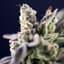 Zour Apple Buds 14 Gram