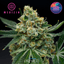 Tidal Wave Buds 3.50 Gram