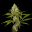 Orange Strollo Buds 3.50 Gram