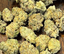 Gmo Cookies Buds 3.50 Gram