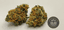 Moroccan Peaches Buds 3.50 Gram