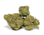 Girl Crush Buds 28 Gram