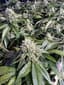 Moonshine Ghost Train Buds 1 Gram