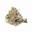 Blockberry 1 Pack Pre Rolls 0.50 Gram