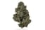 Sour Kush Buds 3.50 Gram