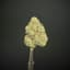 Butterscotch Buds 3.50 Gram