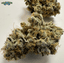 Don Mega Buds 3.50 Gram