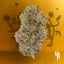 Cherry Noir Buds 3.50 Gram