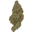 Jungle Sunset Buds 7 Gram