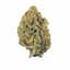 Shortbread Buds 14 Gram