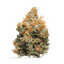 Golden Goat Buds 7 Gram