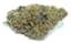 Jealousy Buds 14 Gram