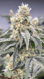 Dulce De Fresca Buds 3.50 Gram