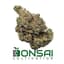 Carbon Fiber Buds 14 Gram