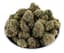 White Runtz Buds 1 Gram