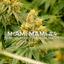 Miami Mami 14 Gram Flower