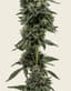 Alien Kush Buds 3.50 Gram