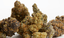 Williams Wonder Buds 3.50 Gram