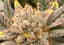 Peanut Butter Lady Buds 14 Gram