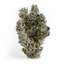Now N Laters Buds 3.50 Gram