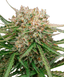 Gmo Buds 3.50 Gram