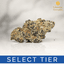 Halo Buds 14 Gram