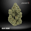 Blue Zushi Buds 3.50 Gram