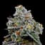 Upstate Buds 3.50 Gram