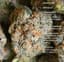 Warheads Buds 3.50 Gram