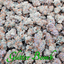 Glitter Bomb Buds 3.50 Gram