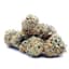 Cherries Buds 1 Gram