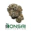 Sherbaccio Buds 1 Gram