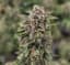 Cherry Kush Buds 14 Gram