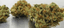 Jackpot Buds 28 Gram